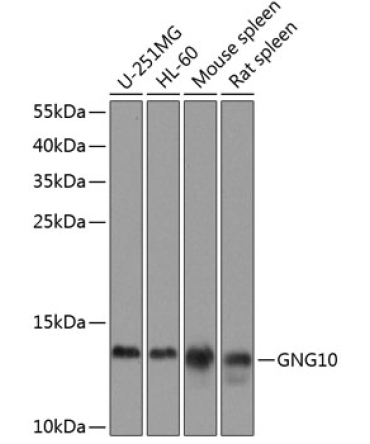 GNG10 Rabbit Polyclonal Antibody