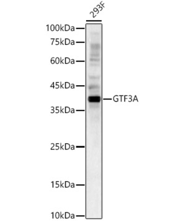 GTF3A Rabbit Polyclonal Antibody