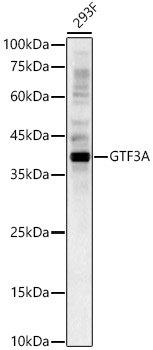 GTF3A Rabbit Polyclonal Antibody