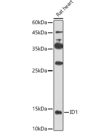 ID1 Rabbit Polyclonal Antibody