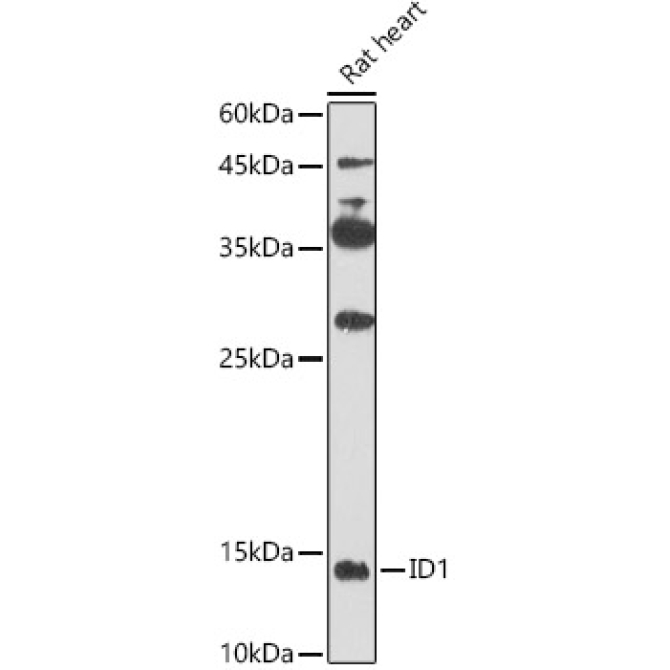 ID1 Rabbit Polyclonal Antibody