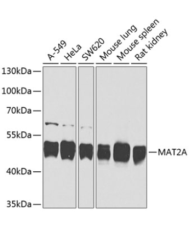 MAT2A Rabbit Polyclonal Antibody