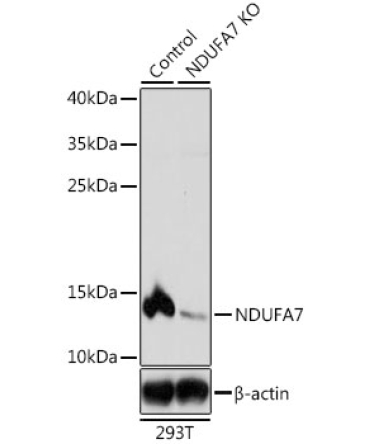 NDUFA7 Rabbit Polyclonal Antibody [KO Validated]