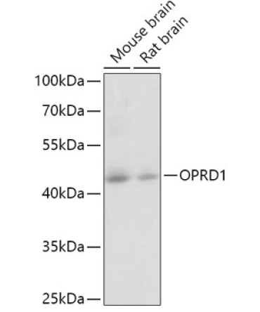 OPRD1 Rabbit Polyclonal Antibody