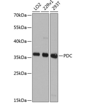 PDC Rabbit Polyclonal Antibody