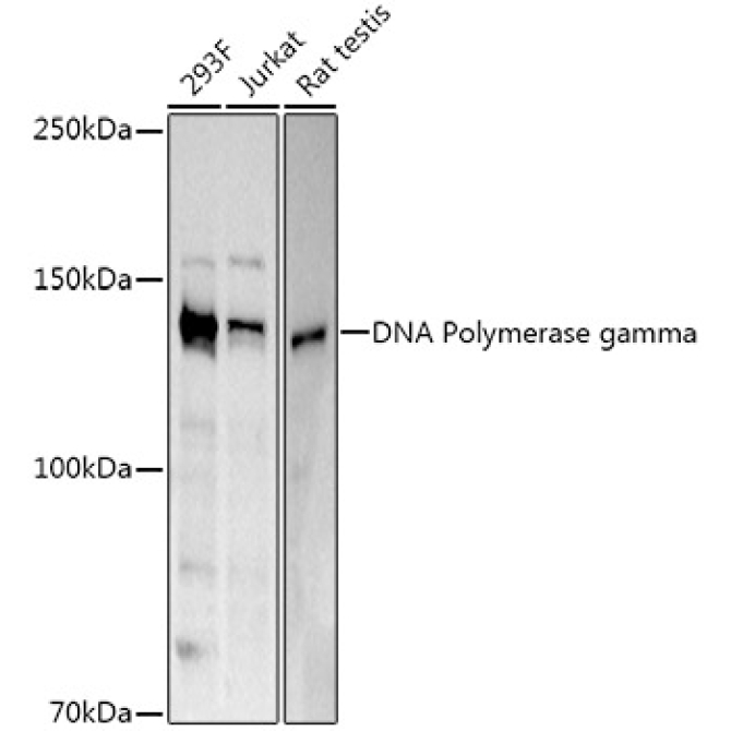 DNA Polymerase gamma Rabbit Polyclonal Antibody