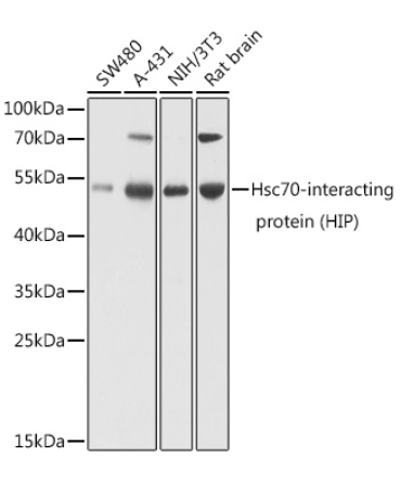 Hsc70-interacting protein (HIP) Rabbit Polyclonal Antibody