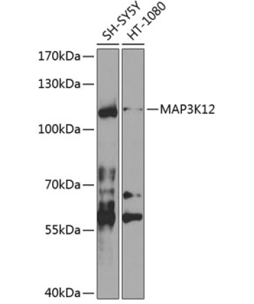 MAP3K12 Rabbit Polyclonal Antibody