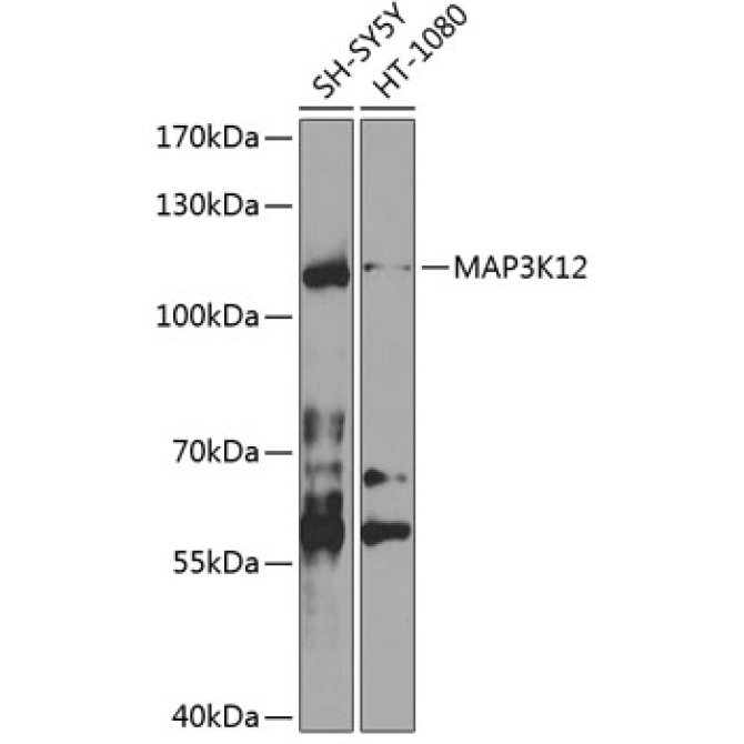 MAP3K12 Rabbit Polyclonal Antibody