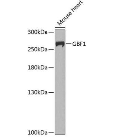 GBF1 Rabbit Polyclonal Antibody
