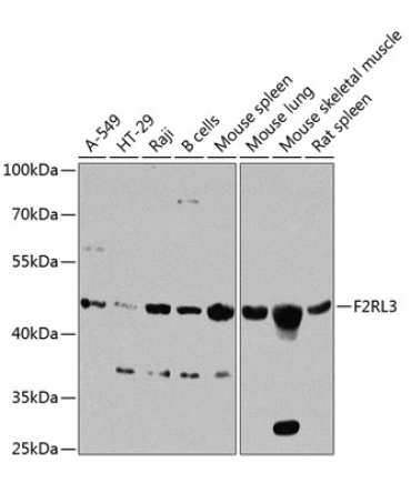 F2RL3 Rabbit Polyclonal Antibody