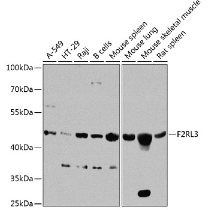 F2RL3 Rabbit Polyclonal Antibody