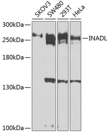 INADL Rabbit Polyclonal Antibody