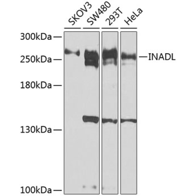 INADL Rabbit Polyclonal Antibody