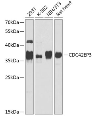 CDC42EP3 Rabbit Polyclonal Antibody