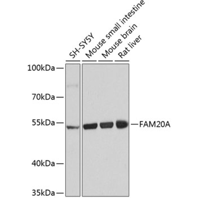 FAM20A Rabbit Polyclonal Antibody