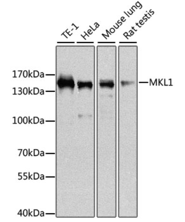 MKL1 Rabbit Polyclonal Antibody