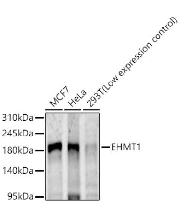 EHMT1 Rabbit Polyclonal Antibody
