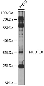 NUDT18 Rabbit Polyclonal Antibody