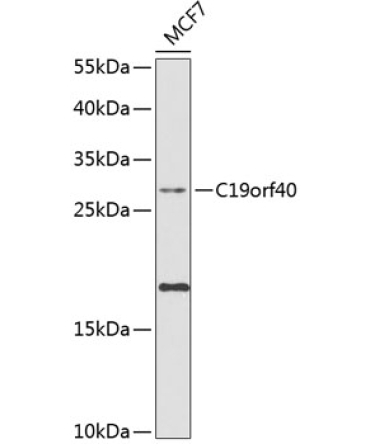 C19orf40 Rabbit Polyclonal Antibody