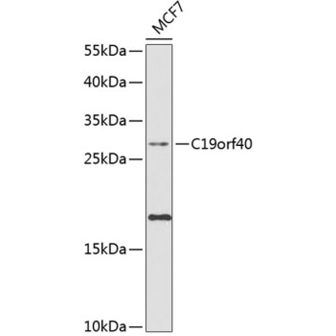 C19orf40 Rabbit Polyclonal Antibody