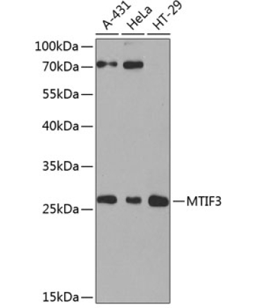 MTIF3 Rabbit Polyclonal Antibody