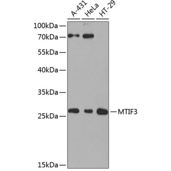 MTIF3 Rabbit Polyclonal Antibody