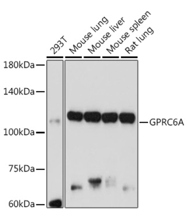 GPRC6A Rabbit Polyclonal Antibody