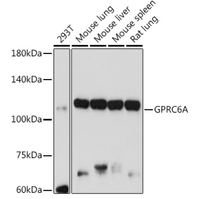 GPRC6A Rabbit Polyclonal Antibody