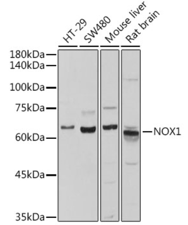NOX1 Rabbit Polyclonal Antibody