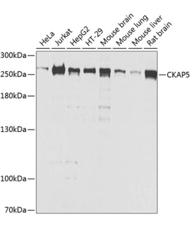 CKAP5 Rabbit Polyclonal Antibody