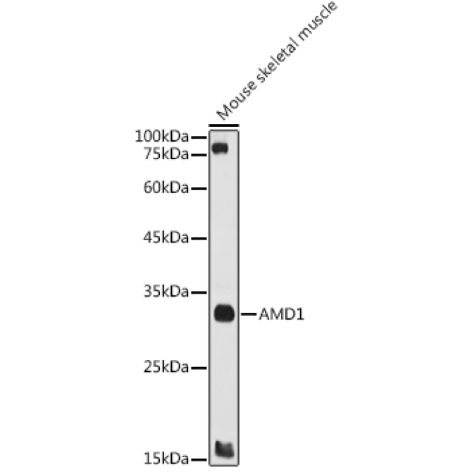 AMD1 Rabbit Polyclonal Antibody