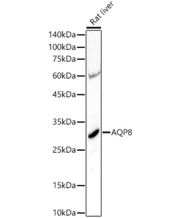 AQP8 Rabbit Polyclonal Antibody