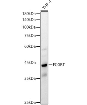 FCGRT Rabbit Polyclonal Antibody