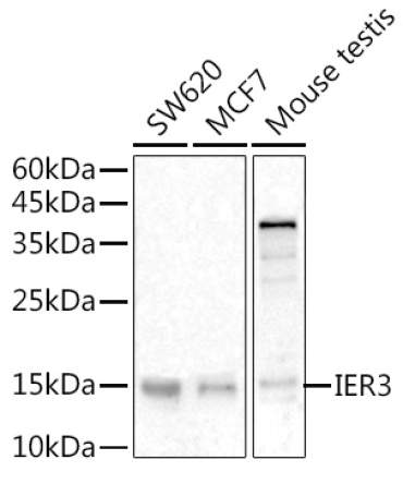 IER3 Rabbit Polyclonal Antibody