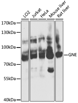 GNE Rabbit Polyclonal Antibody