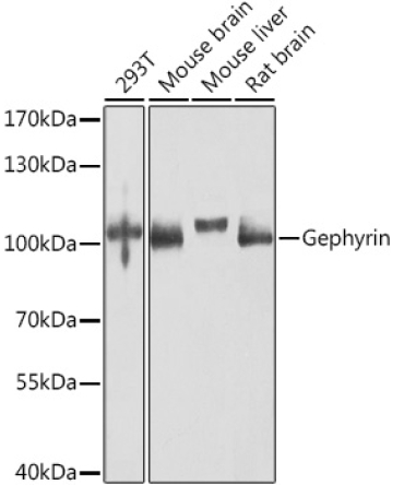 Gephyrin Rabbit Polyclonal Antibody