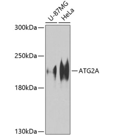 ATG2A Rabbit Polyclonal Antibody