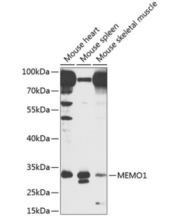 MEMO1 Rabbit Polyclonal Antibody