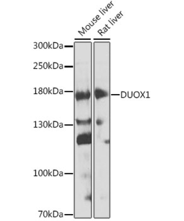 DUOX1 Rabbit Polyclonal Antibody