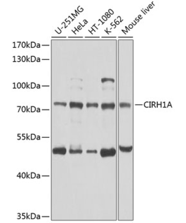 CIRH1A Rabbit Polyclonal Antibody