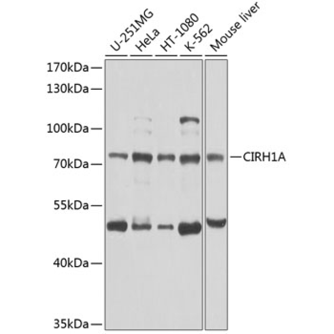 CIRH1A Rabbit Polyclonal Antibody