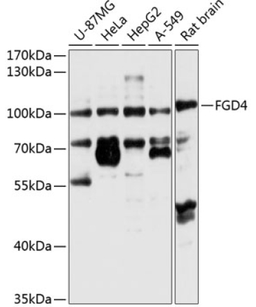 FGD4 Rabbit Polyclonal Antibody