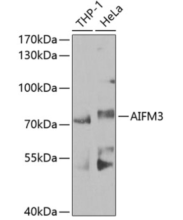 AIFM3 Rabbit Polyclonal Antibody