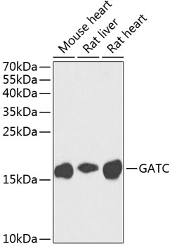 GATC Rabbit Polyclonal Antibody