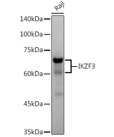 IKZF3 Rabbit Monoclonal Antibody