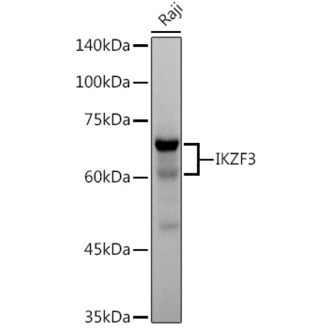 IKZF3 Rabbit Monoclonal Antibody