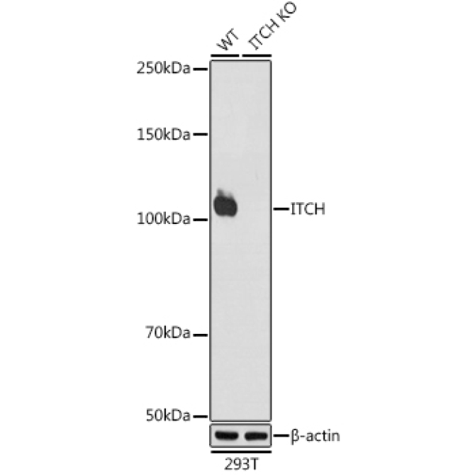 ITCH Rabbit Monoclonal Antibody [KO Validated]