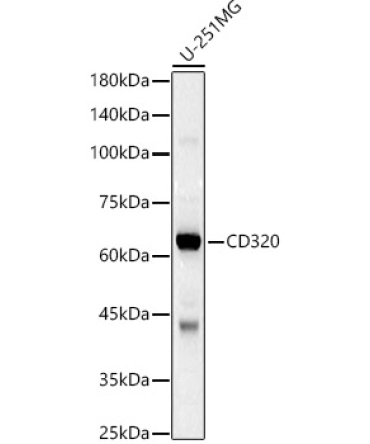 CD320 Rabbit Polyclonal Antibody