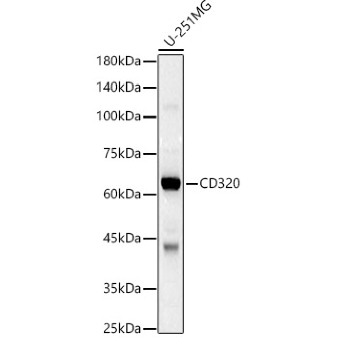 CD320 Rabbit Polyclonal Antibody